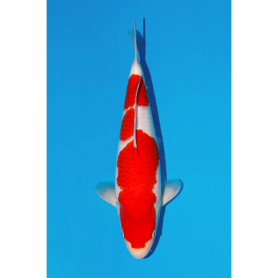 KV.11 KOHAKU